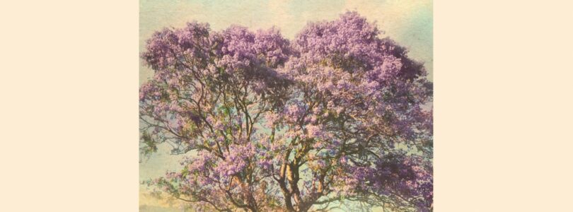 A LA SOMBRA DEL ÁRBOL VIOLETA – Sahar Delijani