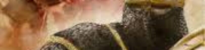 IMPERIOS DE LAS ARENAS: ROMA Y PERSIA FRENTE A FRENTE – Javier Sánchez y Arturo Sánchez