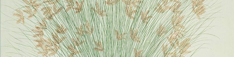 EL INFINITO EN UN JUNCO – Irene Vallejo / Tyto Alba