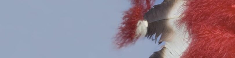 MERIDIANO DE SANGRE – Cormac McCarthy