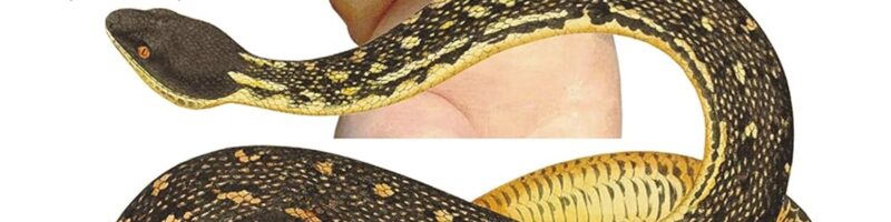 SALAMBÓ – Gustave Flaubert