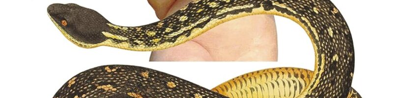 SALAMBÓ – Gustave Flaubert